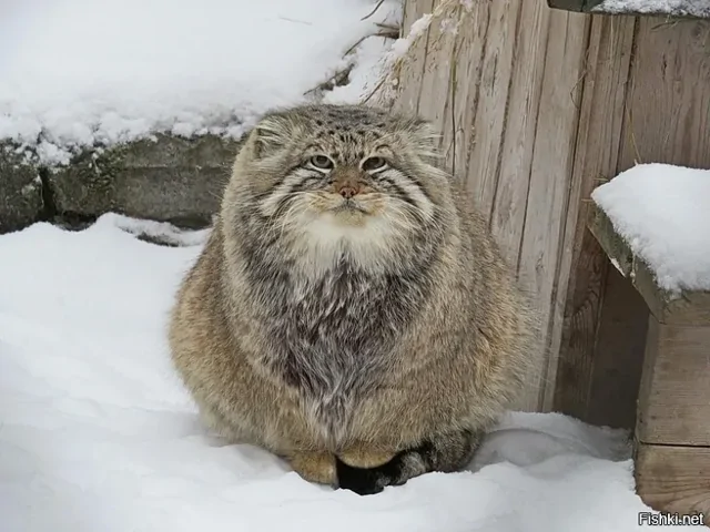 Манул глаженный, счастливый