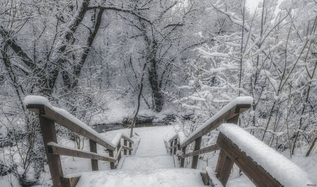 Фотографировал в парке природного заказника реки Сетунь