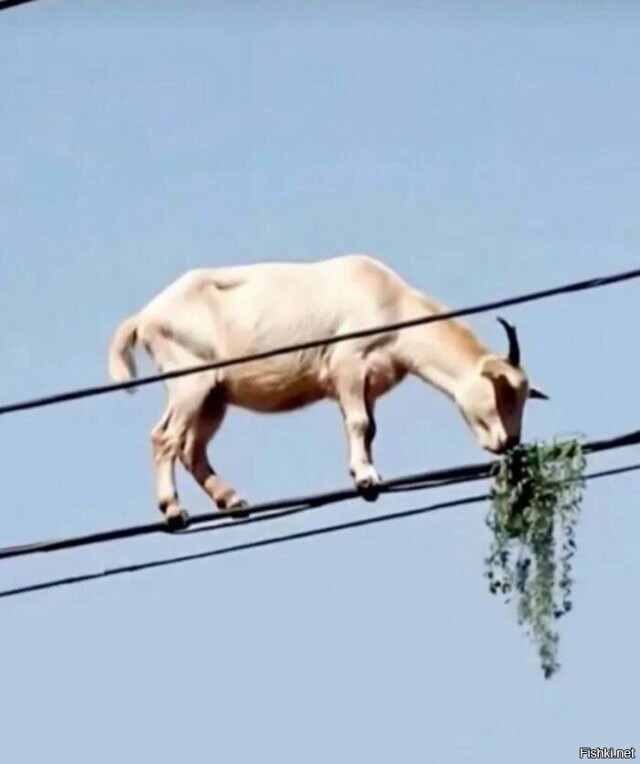 Солянка от 21.02.2026