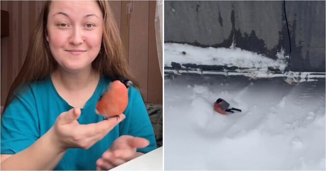 Женщина спасла замёрзшего снегиря
