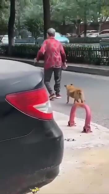 Собачьи имитации