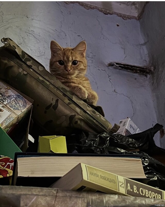 Доброе утро
