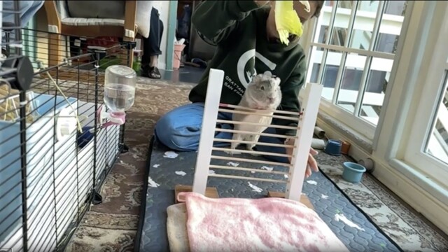 Морская свинка  попала в Книгу рекордов Гиннесса, научившись прыгать через планку