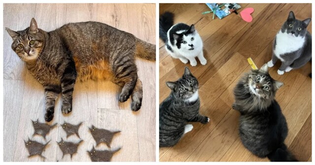 30 фото котов, глядя на которые можно прожить понедельник с улыбкой