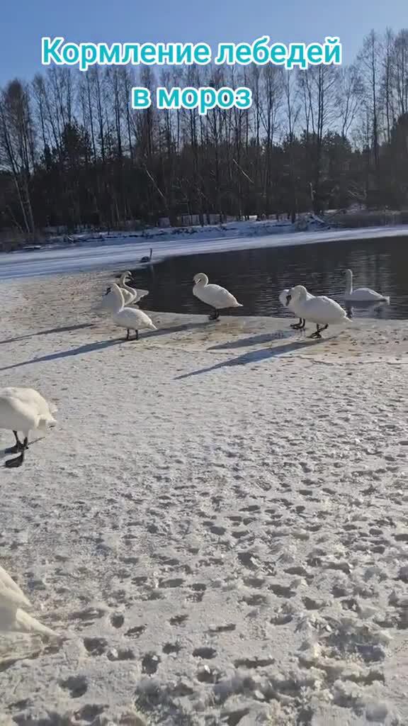 Солянка от 23.02.2026