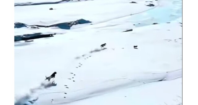 Заяц долго бежал, но собаки