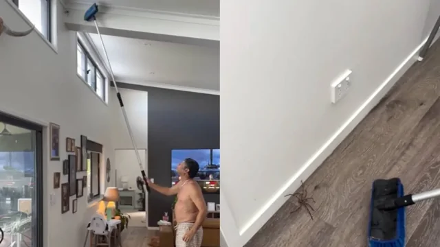 Мужчина гоняется за гигантским пауком, а жена не может перестать смеяться