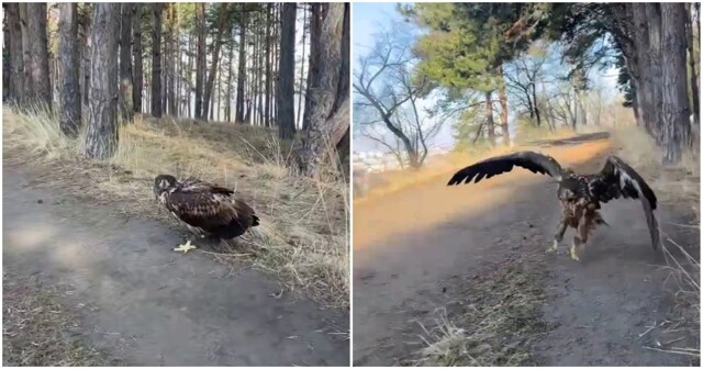 Орёл попытался атаковать женщину в Кисловодске