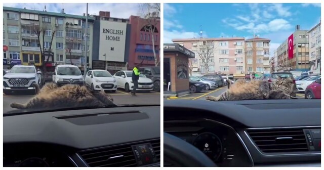 Кот заснул на капоте автомобиля жителя Турции
