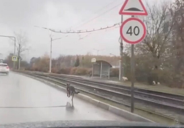 Собака сбила пешехода на пешеходном переходе