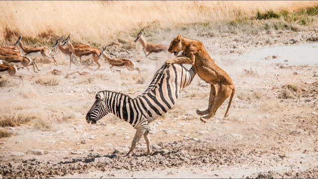 Зебры: не бегут от льва, а дают бой!