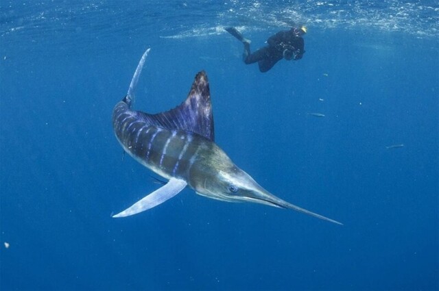 Итоги Ocean Art’2025