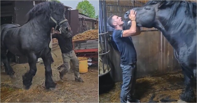 Огромный Першерон впечатляет размерами