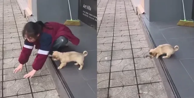 Девочка учит щенка преодолеть страх высоты