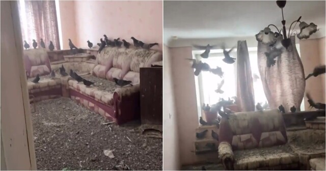 Житель Воркуты вернулся домой и обнаружил квартиру захваченной голубями