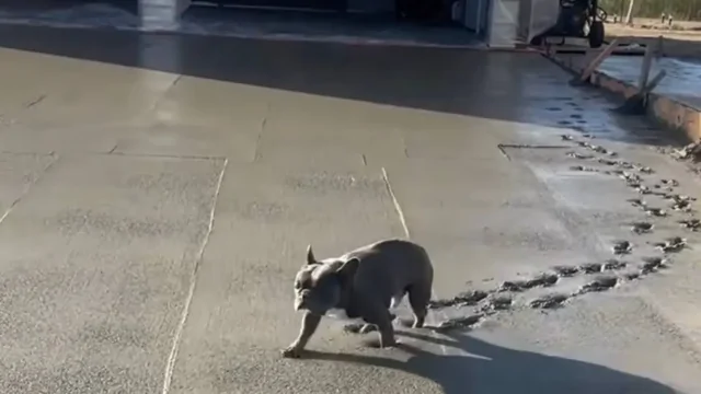 Щенок прогулялся по свежему бетону