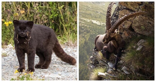 25 фотографий, после просмотра которых захочется купить палатку и уехать в лес