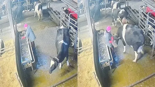 Корова решила дать отпор работнице фермы