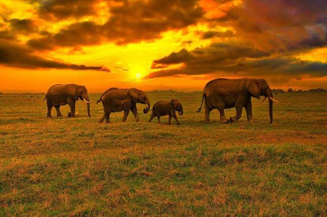 Как слоны понимают смерть?