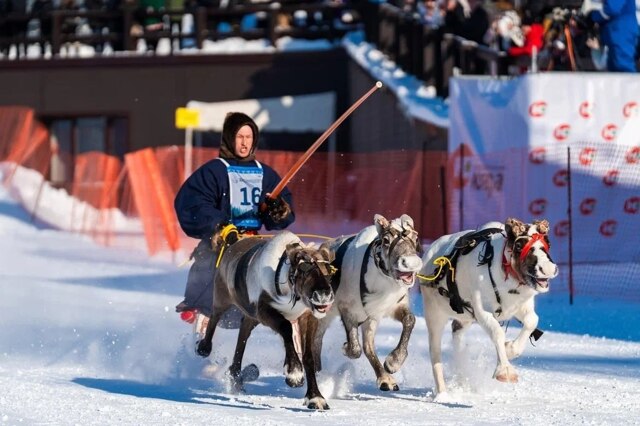 Олени поражают своей скоростью на конкурсе оленеводов