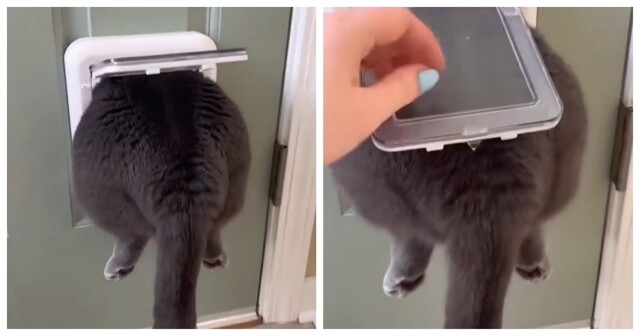 Кот зашёл не в ту дверь