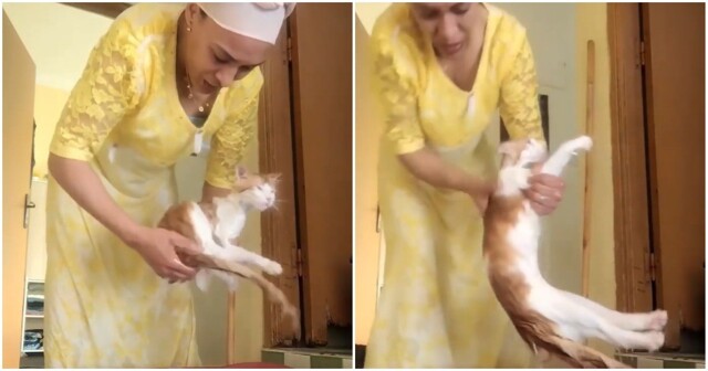 Как выжимать кота после купания