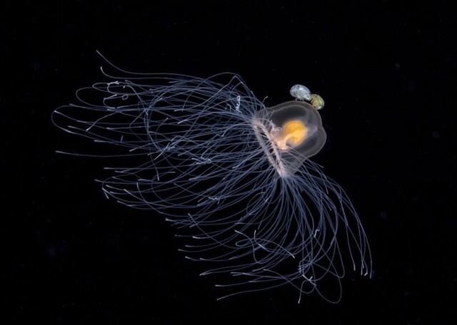 Конкурс Underwater Photography of the Year.2021 год