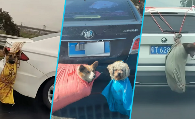 Мешки с лапками: дикий способ перевозки собак и кошек китайцами