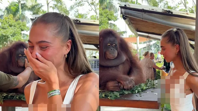 Орангутан рассмешил девушку неожиданным жестом