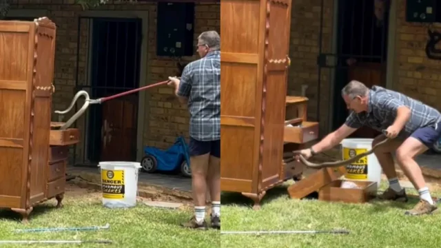 Нежданный «сосед»: туристы открыли шкаф  и нашли одну из самых опасных змей в мире