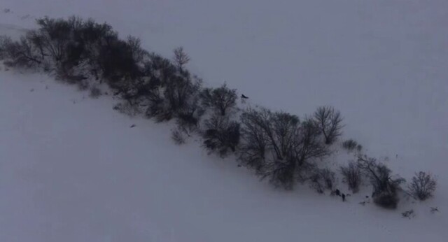 Нелегальный мигрант пытался спрятаться от силовиков за кустами