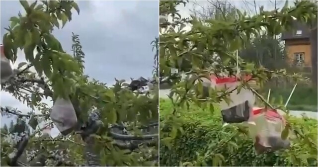 Хитрый приём норвежских садоводов для удобного сбора ягод