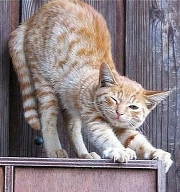Кот Василий