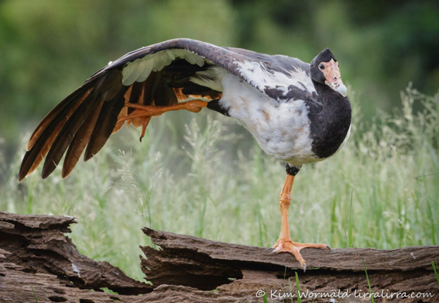 Сорока-гусь: как гаремные семьи помогли выжить?