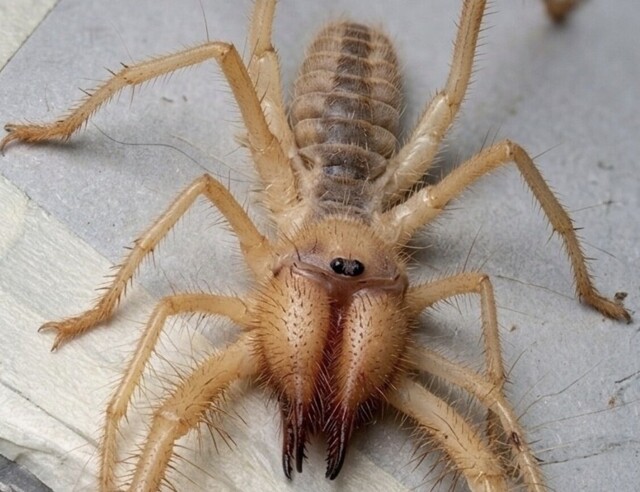 Существо из пустыни, которое пугает своим видом