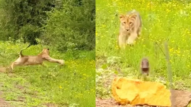 Лев и бородавочник: напряжённая встреча в дикой природе