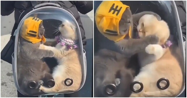 В тесноте, да не в обиде