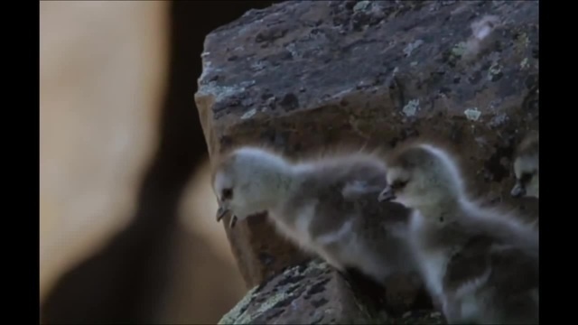 Кубики 