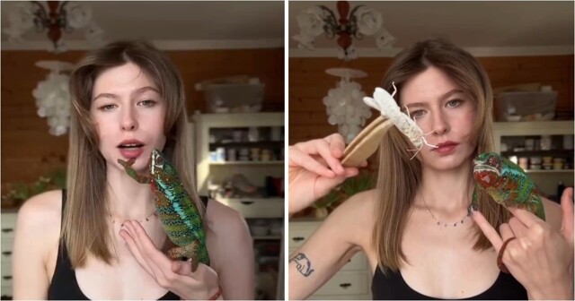 Девушка завела хамелеона и сделала необычный обзор на питомца
