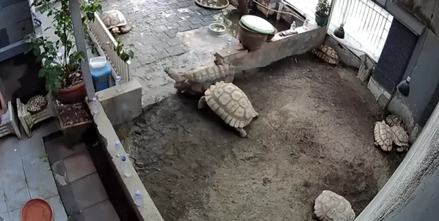 Черепаха пришла на помощь опрокинутому другу