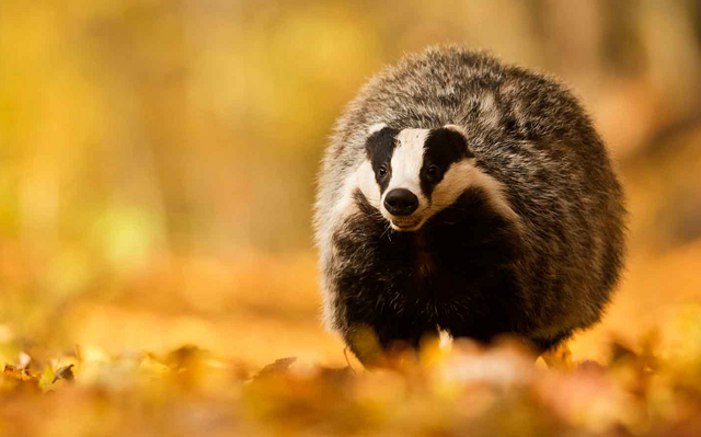 Барсук: единственный, кто выходит из спячки толстым и сытым, пока другие звери истощены