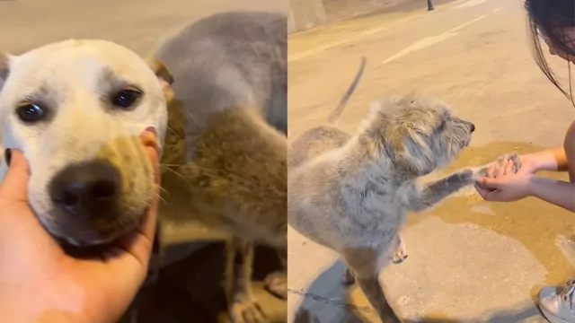 Настоящее удовольствие для хвостатого друга