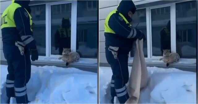Полицейские поймали рысь в городе и вернули в дикую природу