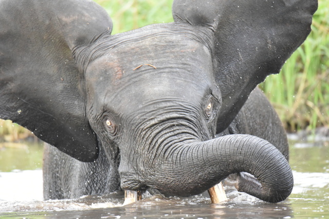 Лесной слон