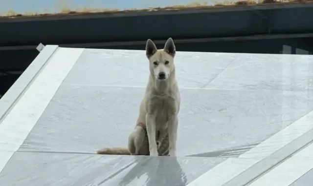 Пса сбросили с моста, и он приземлился на крышу винокурни