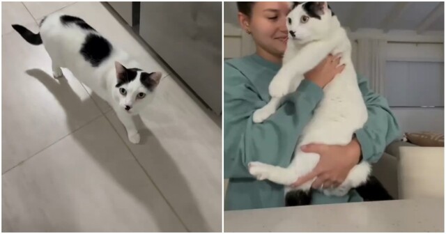 Кошка с необычным нервным тиком