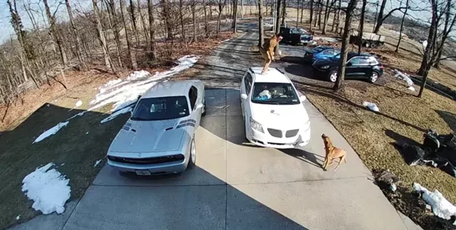 Один испугался, другой обрадовался: курьезная встреча пса и доставщика