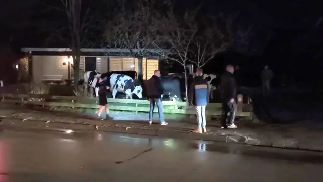 Коровы захватили деревню: снесли заборы и устроили хаос