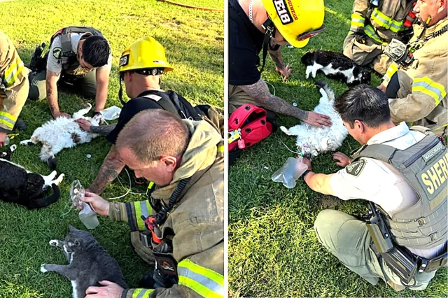 Пожарные спасли четырёх кошек из горящей квартиры