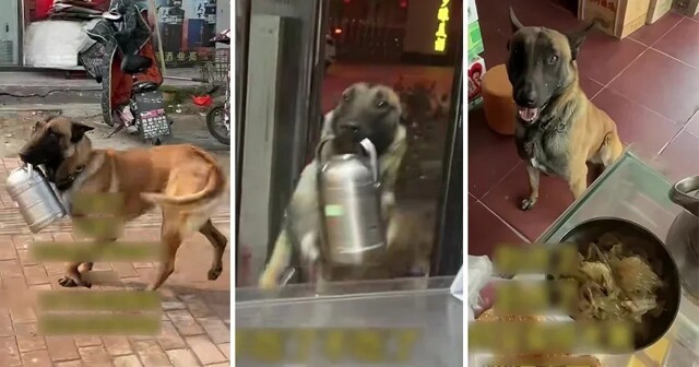 Собака каждый день приносит своей хозяйке еду из закусочной